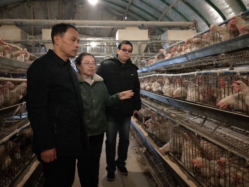 淮南市區作家協會組織參觀淮南麻黃雞養殖基地