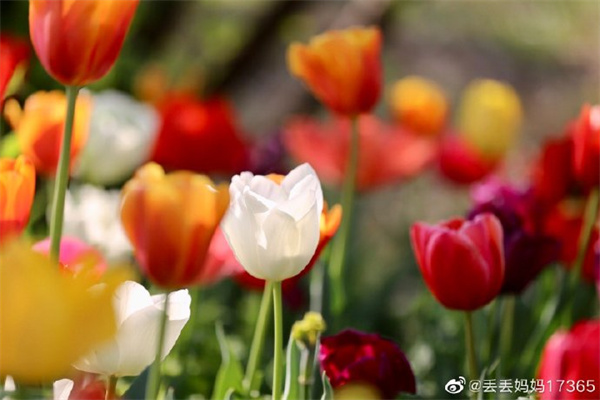 【圖說淮南】——四月的陽(yáng)光四月的花