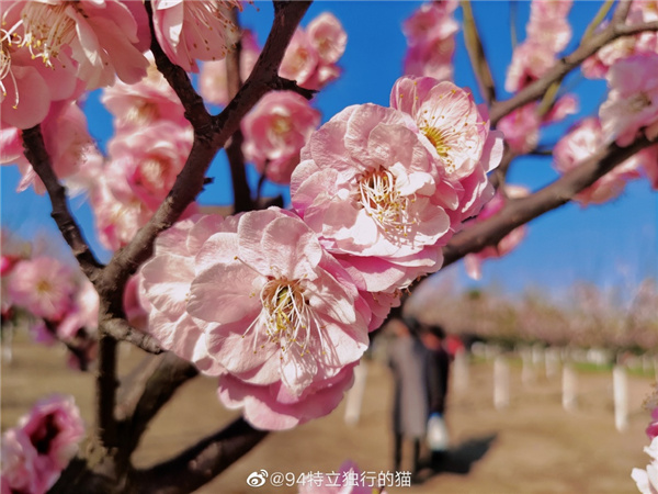 圖說淮南——春光瀲滟，如花似錦